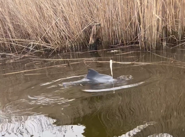 В Темрюке мужчины освободили дельфина, запутавшегося в сети