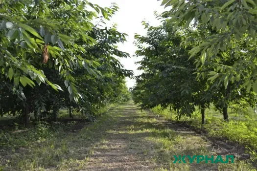 Японский сад в Краснодаре отмечает три года с момента открытия