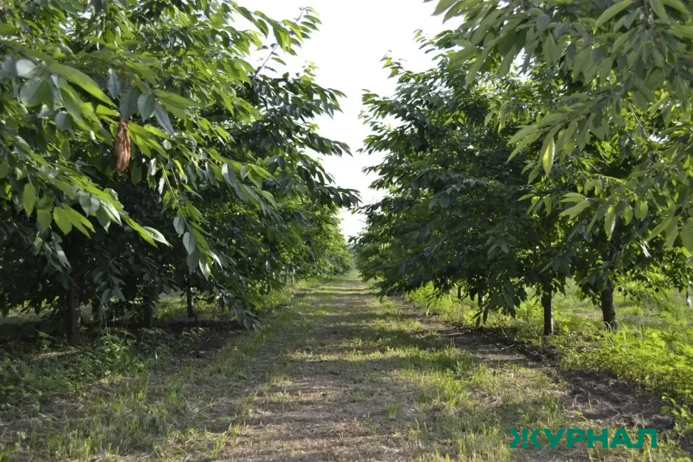 Японский сад в Краснодаре отмечает три года с момента открытия