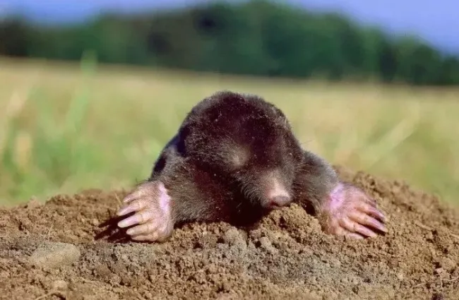 Избавьтесь от кротов с помощью нарциссов: простое решение для вашего участка