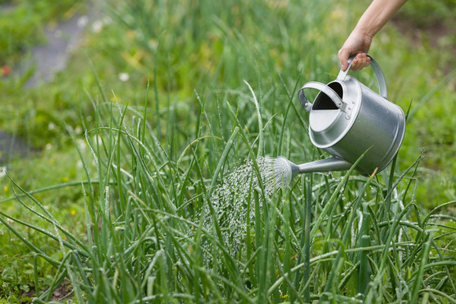 Проверенная подкормка для лука: избавьтесь от пожелтения кончиков перьев
