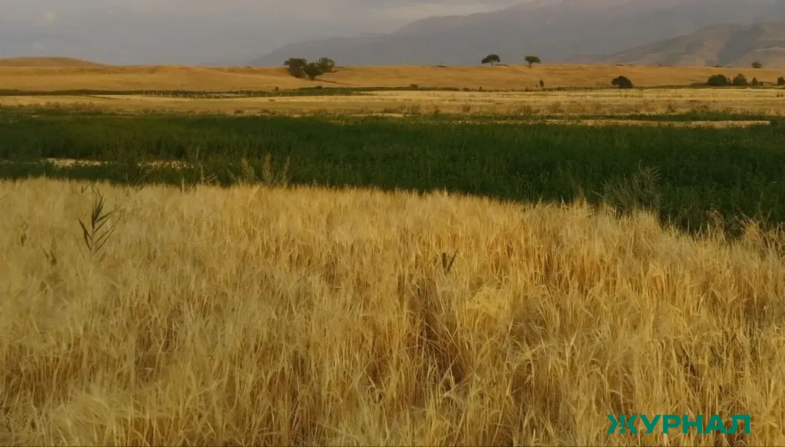 В Краснодарском крае введены штрафы за истощение сельхозземель