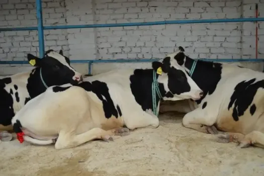 Карантин по лейкозу коров введен в Староминском районе Кубани