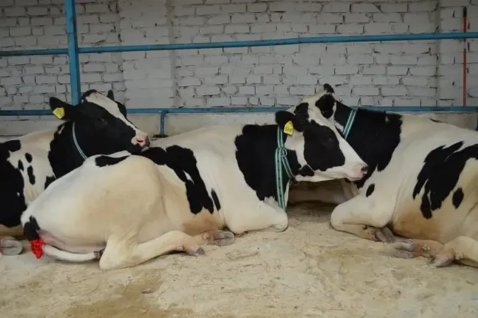 Карантин по лейкозу коров введен в Староминском районе Кубани