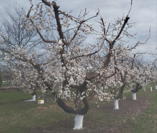 Дерипаска поделился фотографиями цветущего сада в Краснодарском крае
