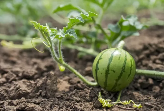Выращивание арбузов в мешках: просто и эффективно даже на маленьком участке