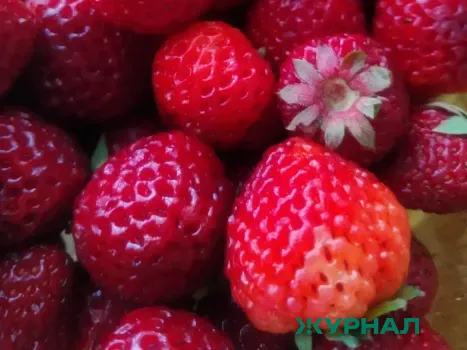 Кубанские рынки начинают сезон: первая клубника и обилие зелени