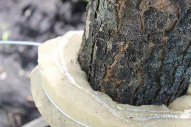 Защитите деревья от муравьев: простой способ с ловчим поясом из поролона