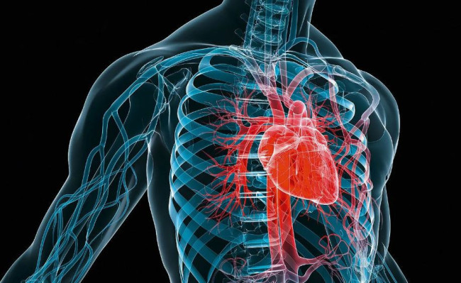 Авокадо для сердца: как этот фрукт поможет снизить давление и улучшить здоровье сосудов