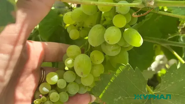 Более 750 тысяч туристов посетили винодельни Краснодарского края