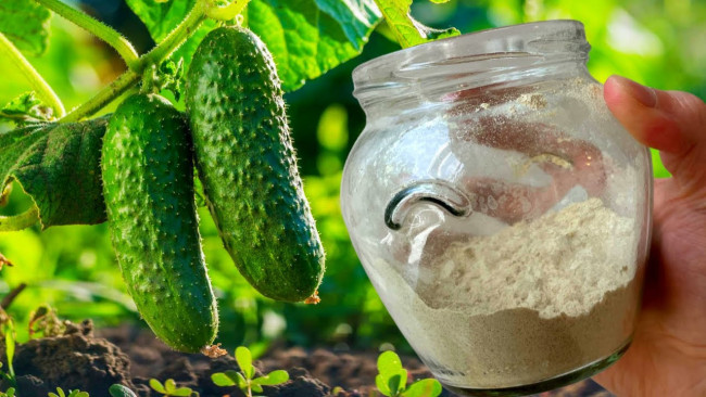 Удобрение из золы и кефира для активного плодоношения огурцов и помидоров