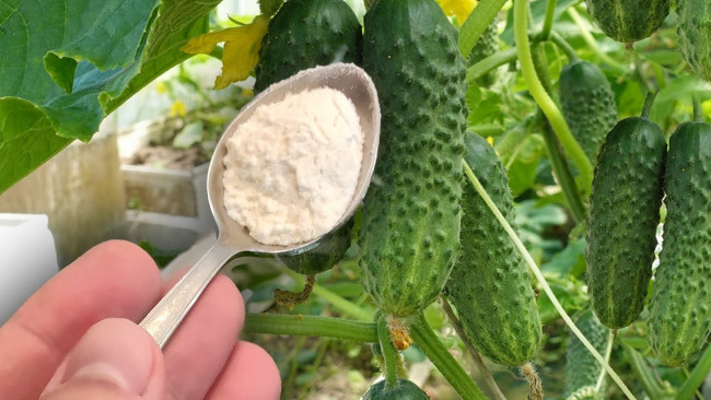 Питательная подкормка для огурцов: просто смешайте молоко и дрожжи