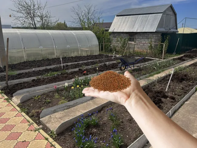 Сидераты для весеннего урожая: как горчица и редька улучшат почву