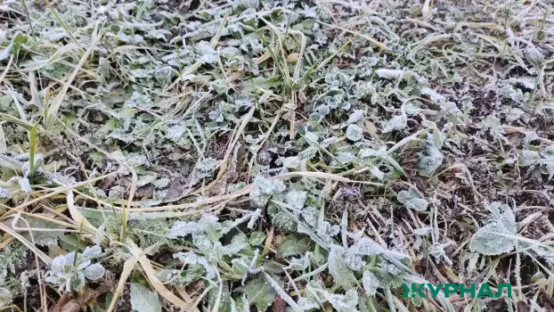 Заморозки ожидаются в Краснодарском крае 7−9 апреля, угрожая сельхозкультурам