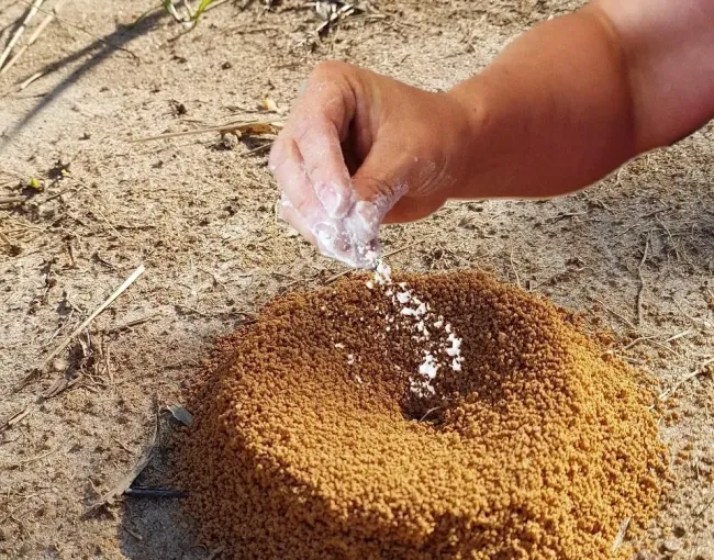 Эффективный способ борьбы с муравьями: манка против вредителей на вашем участке