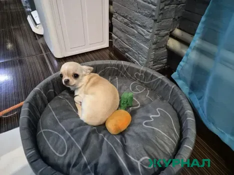 В Краснодарском крае увеличился спрос на одежду и игрушки для домашних животных