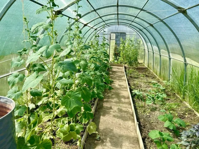 Мульчирование огурцов: 4 слоя для отличного урожая без подкормок