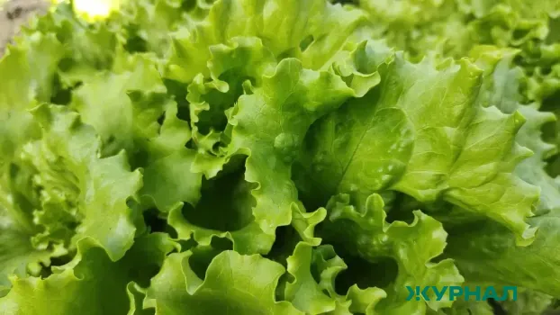 В Новороссийске выявлен карантинный вредитель в партии салата из Египта