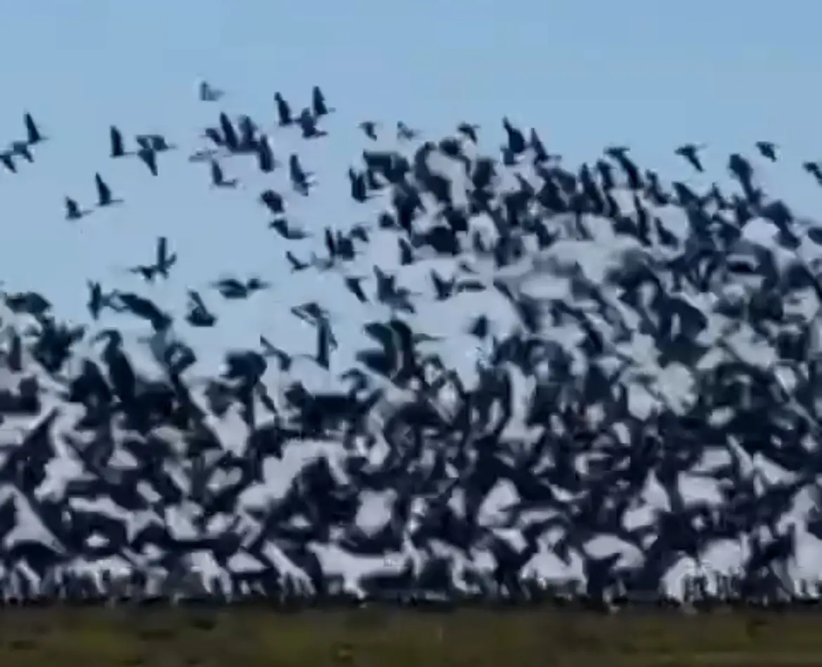 Стая гусей закрыла небо над охотничьими угодьями Кубани