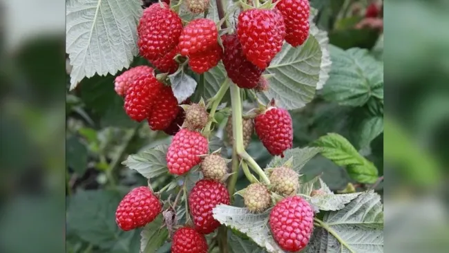 Как правильно подкормить малину весной для богатого урожая ягод