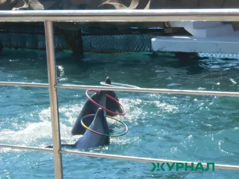 Массовая гибель дельфинов зафиксирована на Кубани