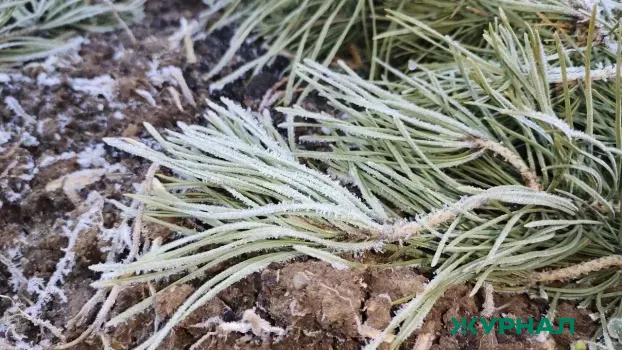 Заморозки и дожди ожидаются в Краснодарском крае 13 апреля