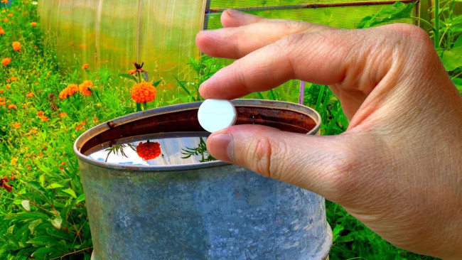 Простая подкормка для овощей: 3 доступных ингредиента для здорового урожая