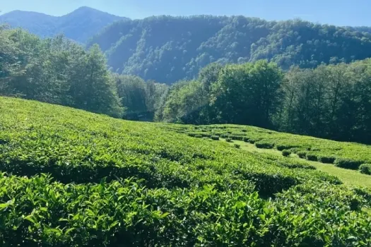 Температурные колебания не повлияли на чайные плантации в Туапсе