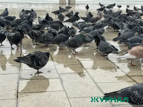 Дождливая погода не ожидается в Краснодарском крае 15 апреля