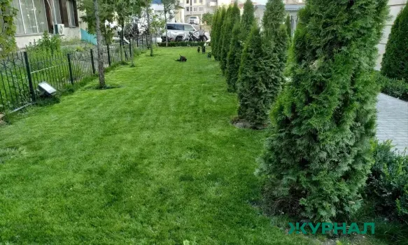 Юная жительница Краснодара извинилась за повреждение газона на улице Красной