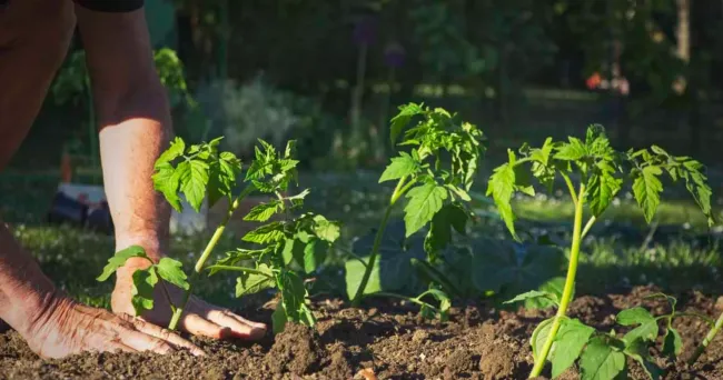 Как правильно сажать томаты: 3 важных условия для раннего урожая
