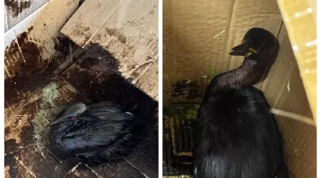 В реабилитационный центр под Анапой доставили 800 птиц, пострадавших от мазутного пятна