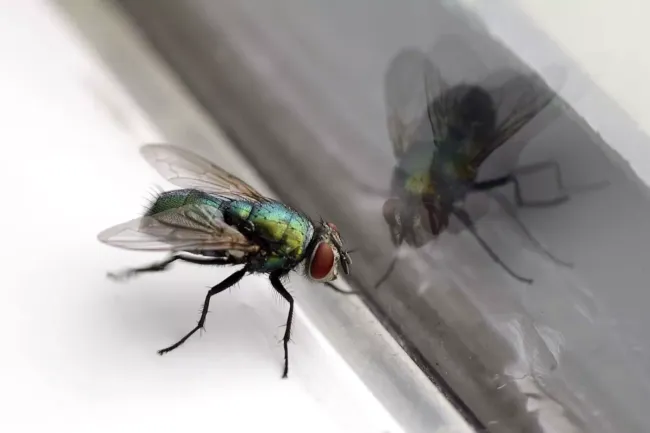 Эфирное масло лемонграсса: как избавиться от мух и освежить воздух в доме