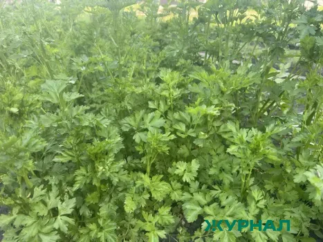 В Краснодаре предотвратили ввоз зараженных семян петрушки из Италии