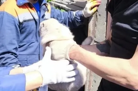 Спасатели нашли кошку под завалами дома в Туапсе после атаки БПЛА