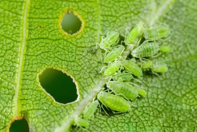 Натуральный способ избавиться от тли с помощью молока и гвоздичного масла