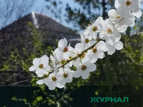 Редкая магнолия расцвела на Платановой аллее в Сочи