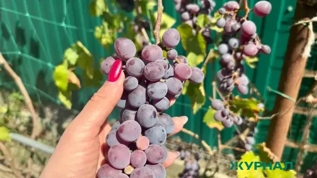 На Кубани усилили охрану виноградопригодных земель