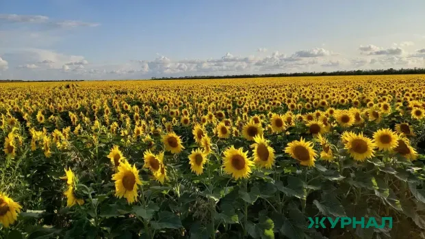 Фотосессии на полях подсолнухов Краснодарского края: лучшие локации для снимков