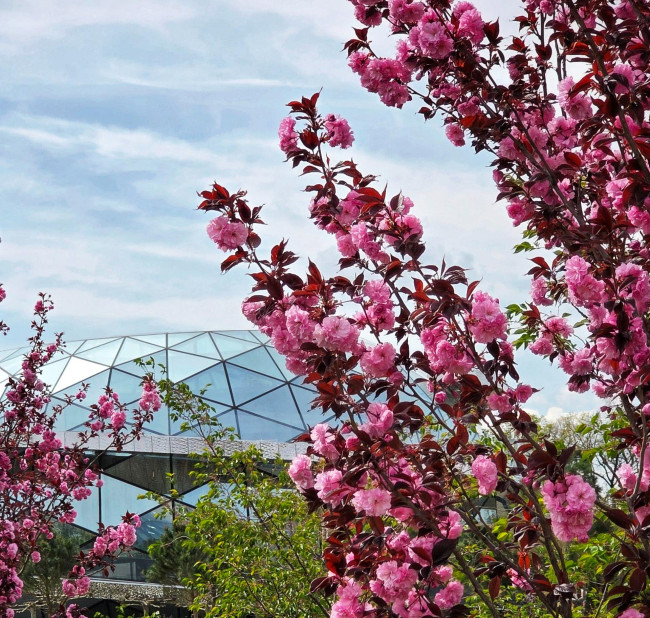 Сакура расцвела в парке Галицкого, привлекая горожан для фотосессий
