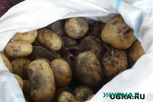 В Новороссийске обнаружена партия зараженного картофеля из Египта