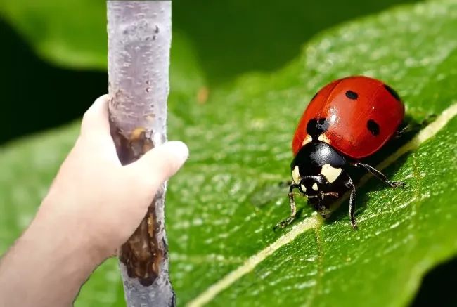Защитите деревья от муравьев с помощью мази Вишневского и привлеките божьих коровок