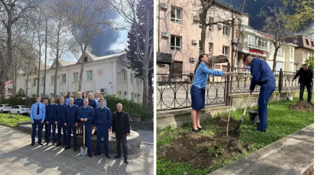 Сотрудники прокуратуры высадили деревья на Платановой аллее Туапсе