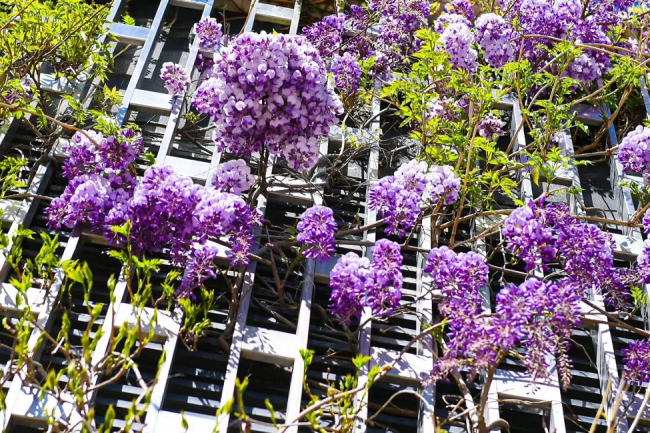 Сиреневый &laquo;водопад&raquo; глицинии зацвел в парке Галицкого Краснодара
