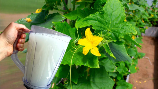 Молочная подкормка для огурцов: простой рецепт для ярко-зеленых кустов