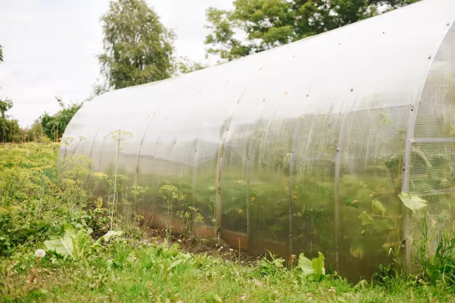 Светопреобразующая пленка для теплицы: защита растений от ультрафиолета и стабильная температура