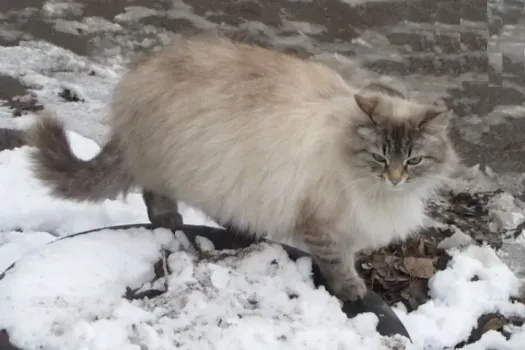 На курортах Краснодарского края и Адыгеи выпал снег в конце апреля