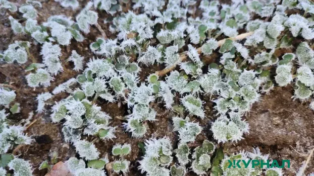 Заморозки ожидаются в Краснодарском крае 28 и 29 апреля