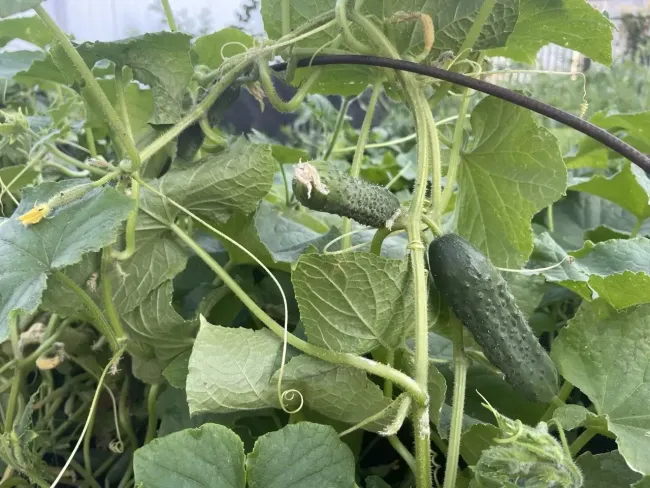 Как избежать пожелтения листьев огурцов: советы по поливу и температуре