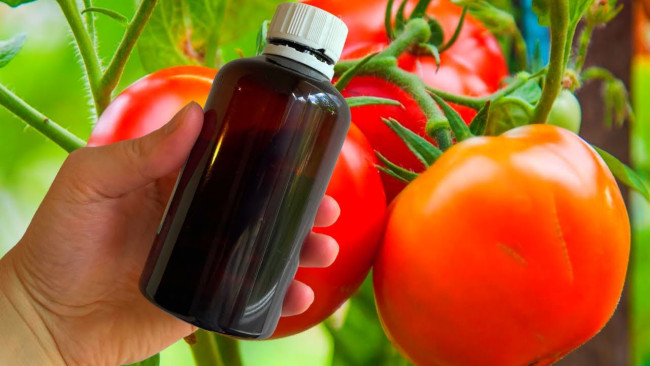 Защитите овощи от болезней с помощью простого раствора из йодинола